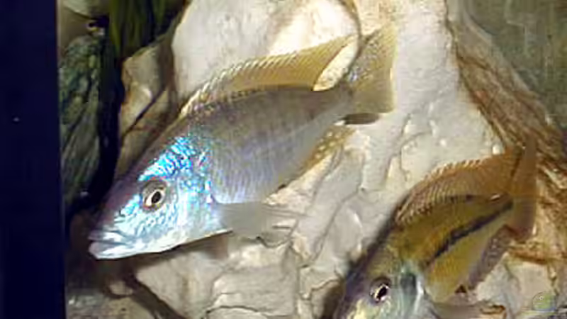 Besatz im Aquarium Becken 567 von Bernd Galler (15)