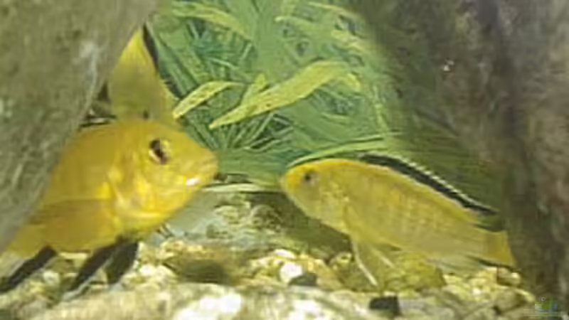 Besatz im Aquarium Becken 567 von Bernd Galler (18)