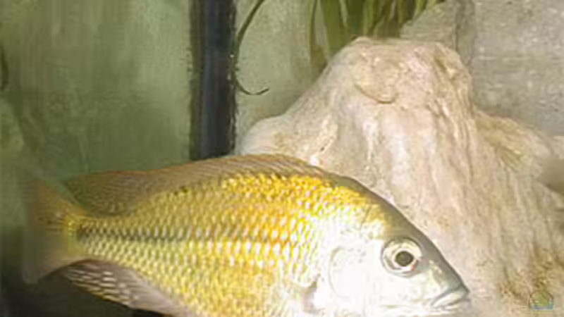 Besatz im Aquarium Becken 567 von Bernd Galler (9)