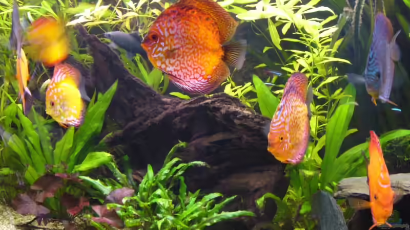 Besatz im Aquarium Becken 5673 von Stefan Kohlschmidt (10)