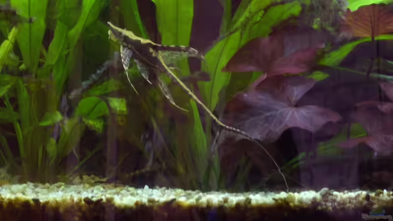 Besatz im Aquarium Becken 5673 von Stefan Kohlschmidt (11)