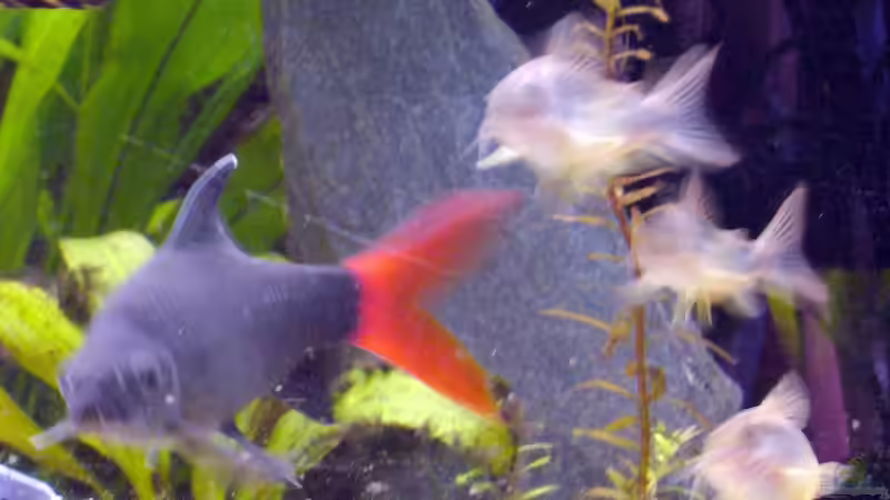 Besatz im Aquarium Becken 5673 von Stefan Kohlschmidt (13)