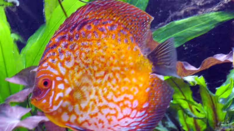 Besatz im Aquarium Becken 5673 von Stefan Kohlschmidt (14)