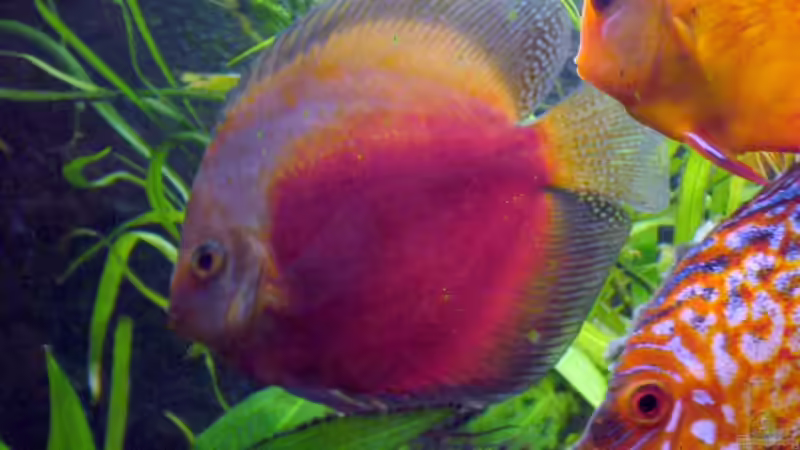 Besatz im Aquarium Becken 5673 von Stefan Kohlschmidt (15)