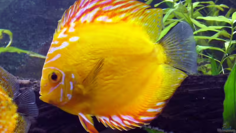 Besatz im Aquarium Becken 5673 von Stefan Kohlschmidt (16)