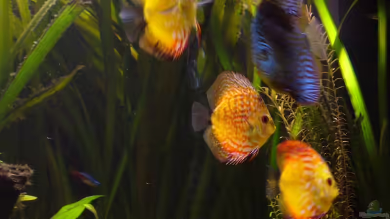 Besatz im Aquarium Becken 5673 von Stefan Kohlschmidt (7)