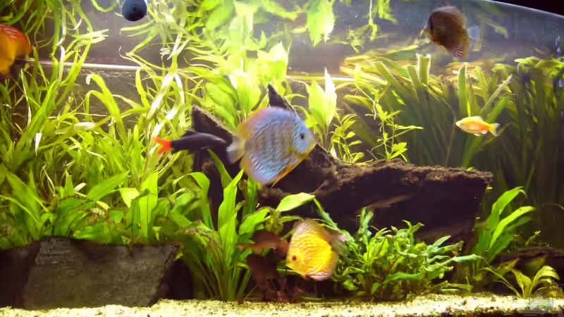 Besatz im Aquarium Becken 5673 von Stefan Kohlschmidt (8)