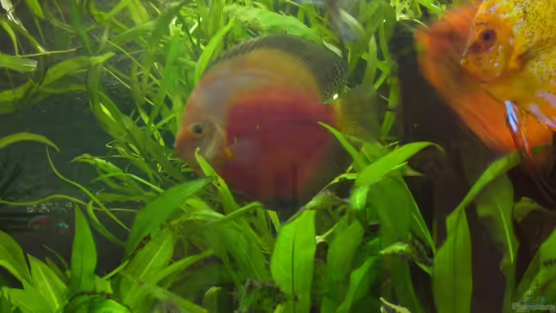 Besatz im Aquarium Becken 5673 von Stefan Kohlschmidt (9)