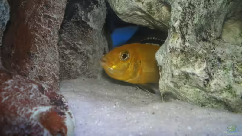 Besatz im Aquarium Becken 5684 von Bredo1904 (10)