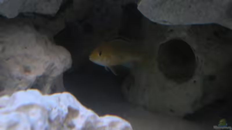 Besatz im Aquarium Becken 5684 von Bredo1904 (11)