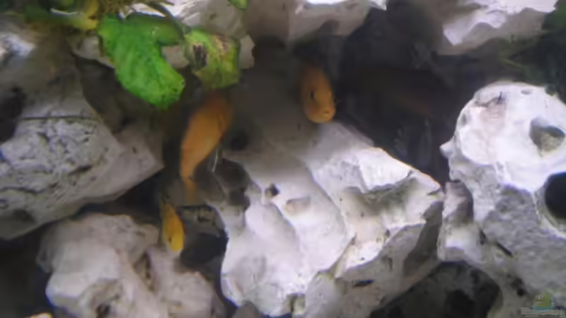 Besatz im Aquarium Becken 5684 von Bredo1904 (12)