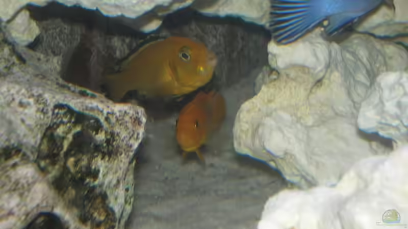 Besatz im Aquarium Becken 5684 von Bredo1904 (9)