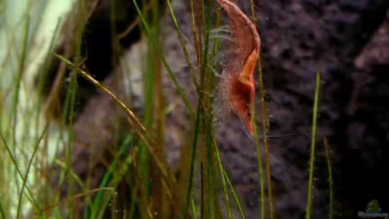 Besatz im Aquarium Becken 5689 von Tobi-G (5)