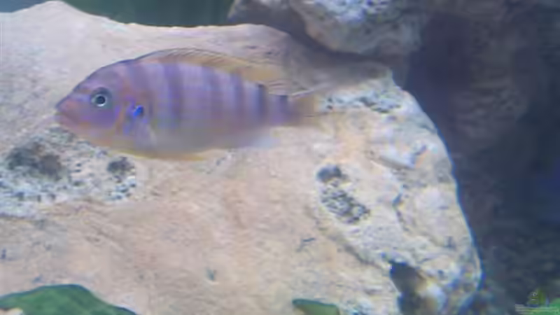 Besatz im Aquarium Becken 57 von Frank Georges (10)