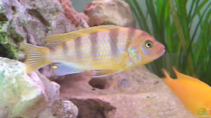 Besatz im Aquarium Becken 57 von Frank Georges (12)