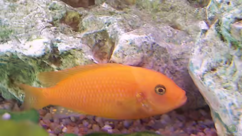 Besatz im Aquarium Becken 57 von Frank Georges (13)