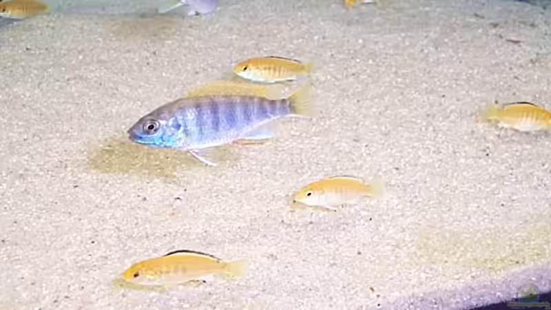 Besatz im Aquarium Becken 57 von Frank Georges (15)