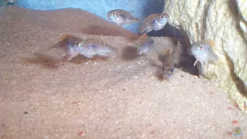 Besatz im Aquarium Becken 57 von Frank Georges (16)