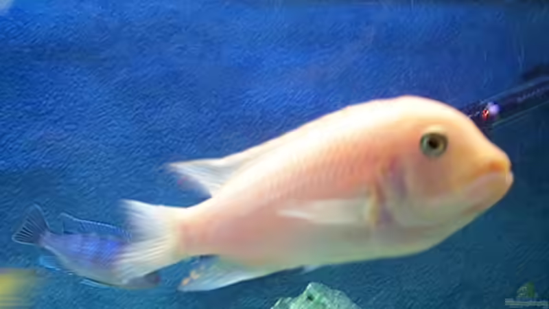 Besatz im Aquarium Becken 57 von Frank Georges (17)