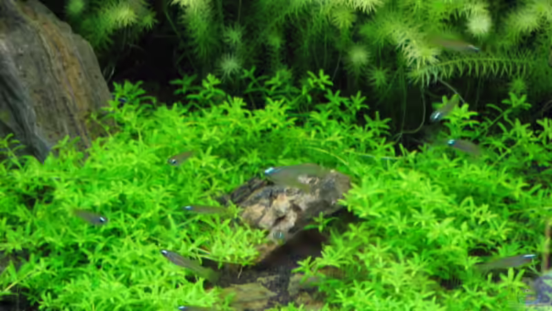 Besatz im Aquarium Becken 5723 von Gerd Zimmermann (11)