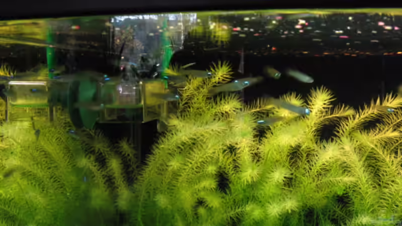 Besatz im Aquarium Becken 5723 von Gerd Zimmermann (12)