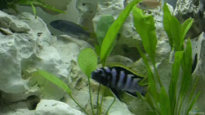 Besatz im Aquarium Becken 574 von Stefan Warmuth (7)