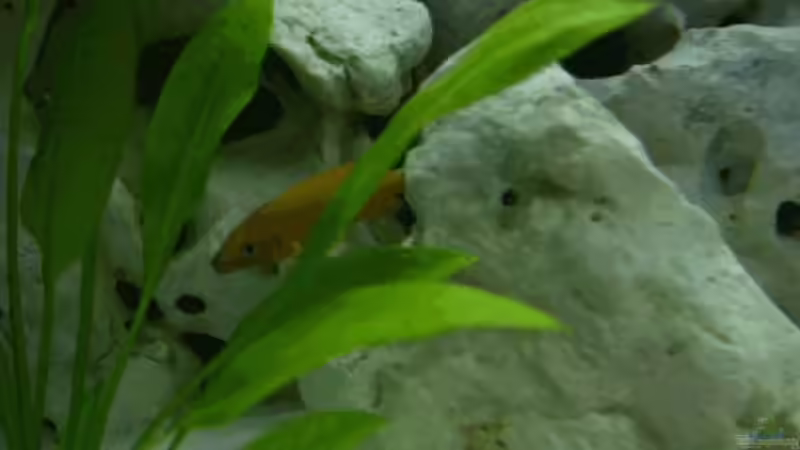 Besatz im Aquarium Becken 574 von Stefan Warmuth (8)