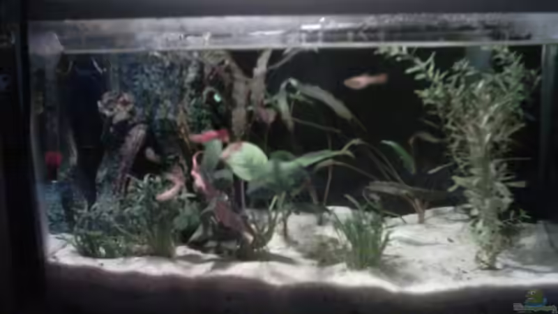 Besatz im Aquarium Becken 5742 von Kocki (13)