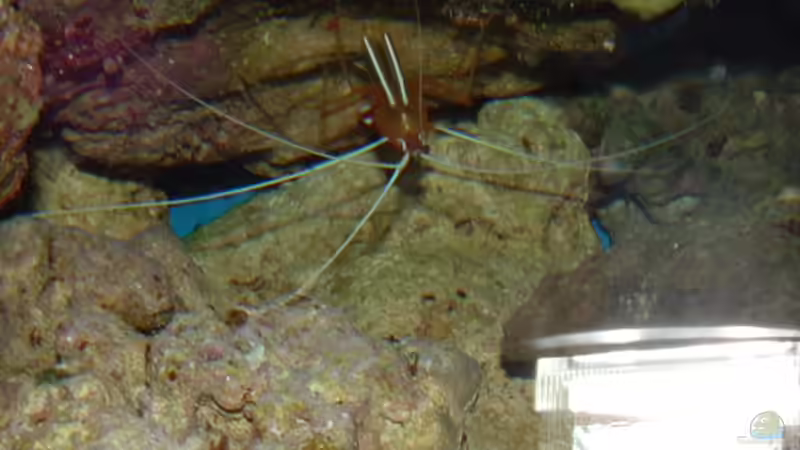 Besatz im Aquarium Becken 575 von Jürgen Harles (10)