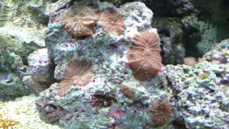 Besatz im Aquarium Becken 575 von Jürgen Harles (11)