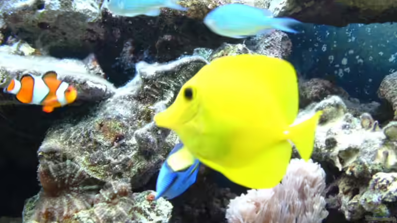 Besatz im Aquarium Becken 575 von Jürgen Harles (4)