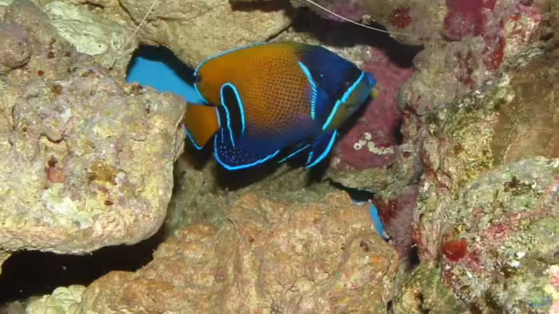 Besatz im Aquarium Becken 575 von Jürgen Harles (8)