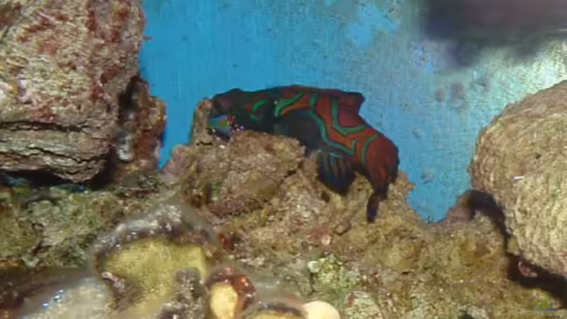 Besatz im Aquarium Becken 575 von Jürgen Harles (9)