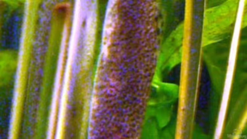 Besatz im Aquarium Becken 5755 von Viktoria Plum (10)