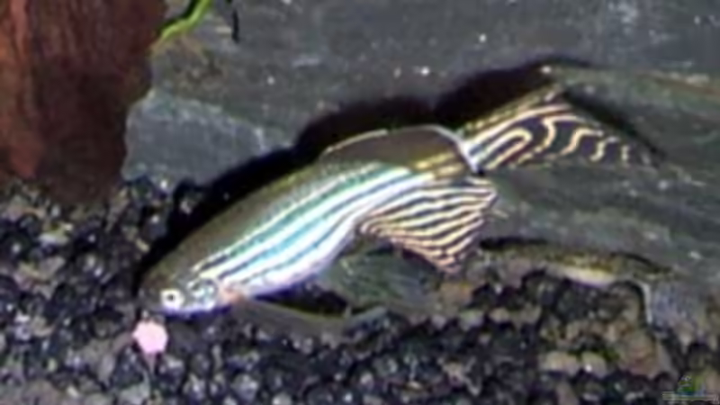 Besatz im Aquarium Becken 5755 von Viktoria Plum (11)