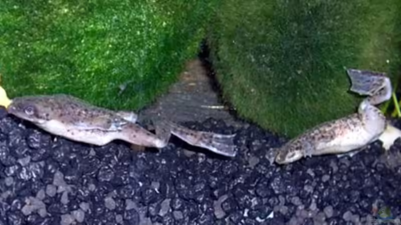 Besatz im Aquarium Becken 5755 von Viktoria Plum (7)