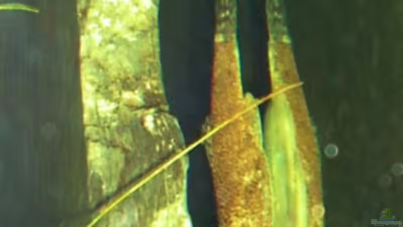 Besatz im Aquarium Becken 5755 von Viktoria Plum (8)