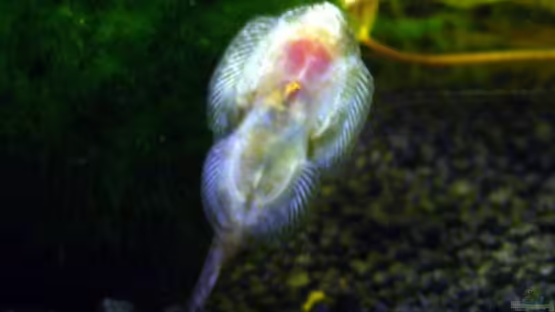 Besatz im Aquarium Becken 5755 von Viktoria Plum (9)