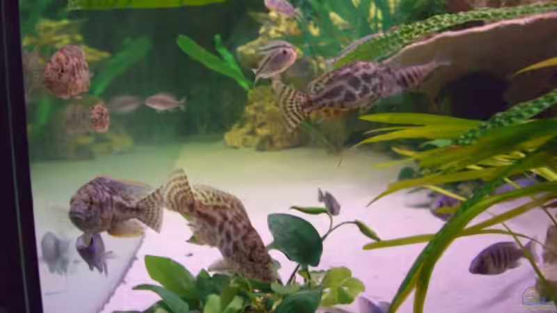 Besatz im Aquarium Becken 5765 von Christof Brixner (26)