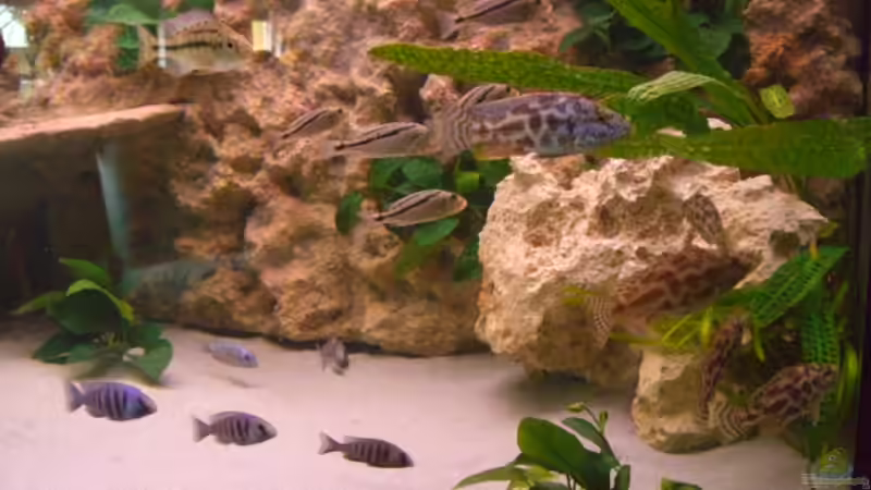 Besatz im Aquarium Becken 5765 von Christof Brixner (27)