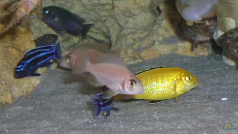 Besatz im Aquarium Becken 5765 von Christof Brixner (29)