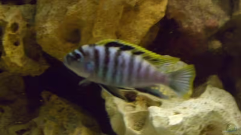 Besatz im Aquarium Becken 5765 von Christof Brixner (36)