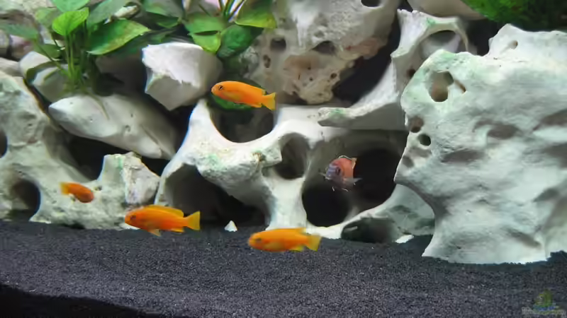 Besatz im Aquarium Becken 5784 von Qthree (14)