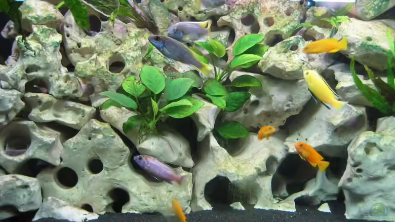 Besatz im Aquarium Becken 5784 von Qthree (19)