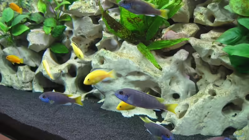 Besatz im Aquarium Becken 5784 von Qthree (20)