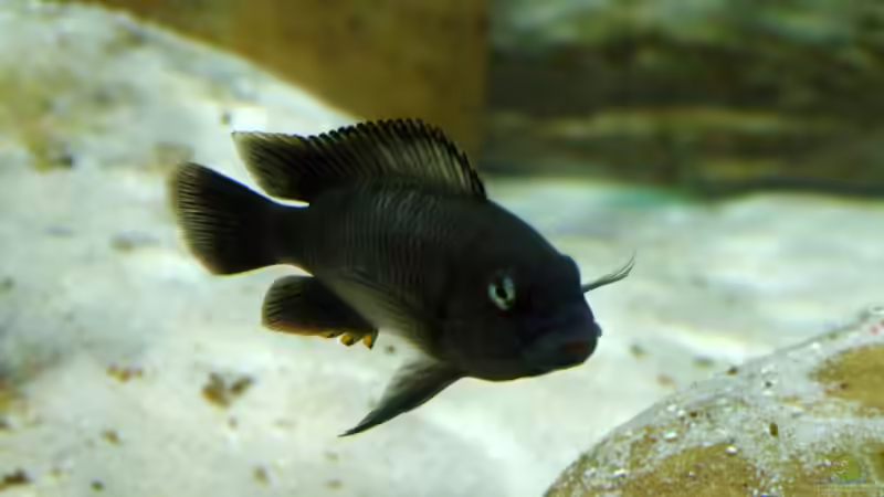 Besatz im Aquarium Becken 5798 von Kay - Uwe Focke (10)