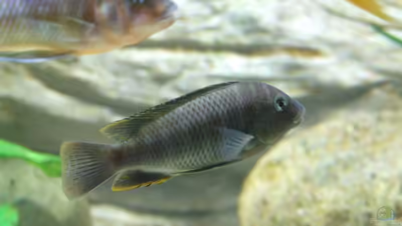 Besatz im Aquarium Becken 5798 von Kay - Uwe Focke (11)