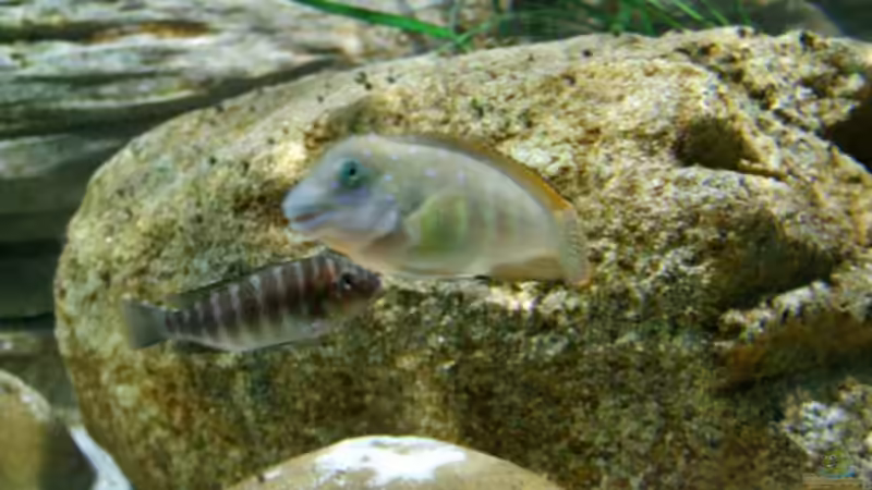 Besatz im Aquarium Becken 5798 von Kay - Uwe Focke (7)