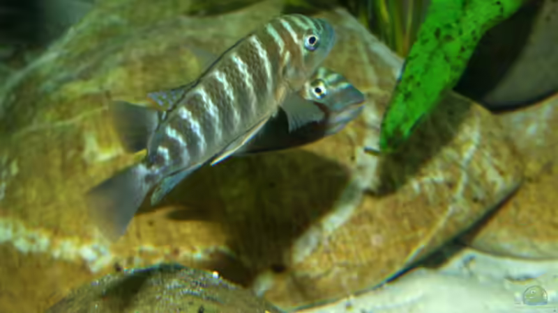 Besatz im Aquarium Becken 5798 von Kay - Uwe Focke (9)