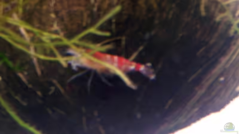 Besatz im Aquarium Becken 5818 von Stefan Arenth (11)